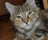 Maine coon mit Papiere